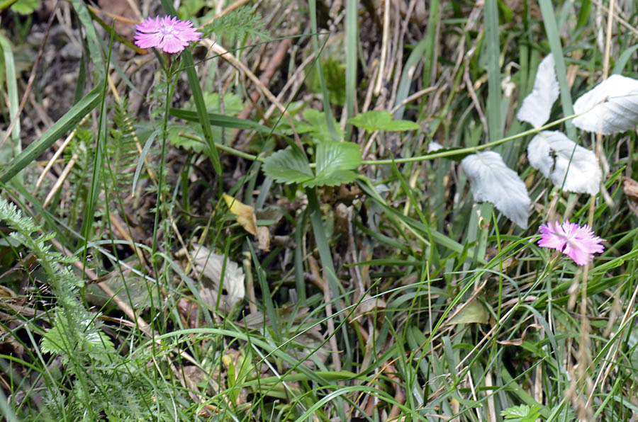 Diantus dei Lagorai  - Dianthus seguieri